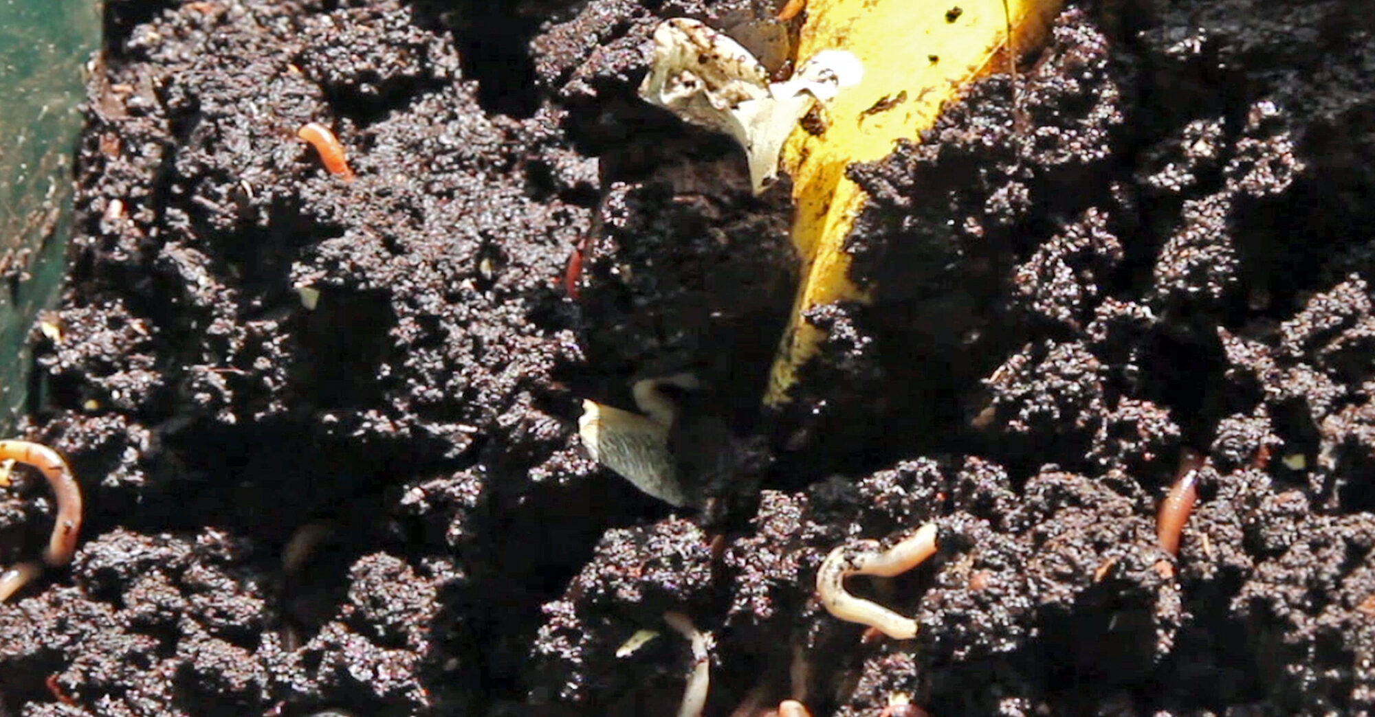 A screenshot of worms in a compost bin from my video about vermiculture, or composting with worms.